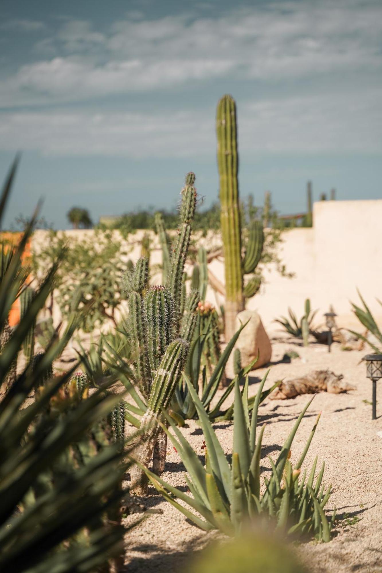 Baja Temple Hotel Todos Santos Exterior photo